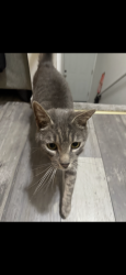 Found/Stray Unknown Cat last seen Babcock RD, Hamilton, NJ 08330