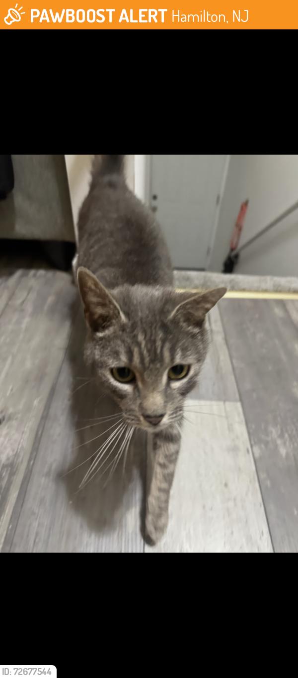 Found/Stray Unknown Cat last seen Babcock RD, Hamilton, NJ 08330