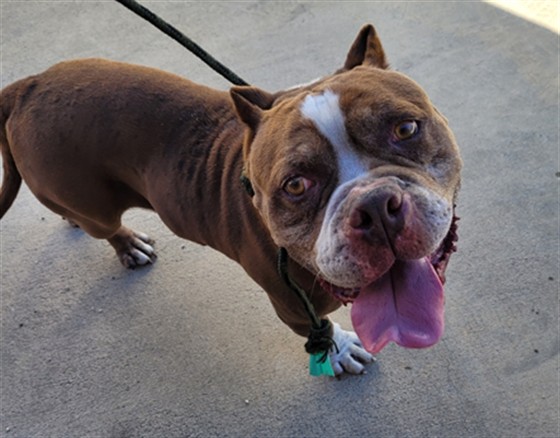 Shelter Stray Male Dog last seen , San Pedro, CA 90731