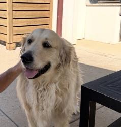 Lost Male Dog last seen Pyrenees, Southlake, TX 76092