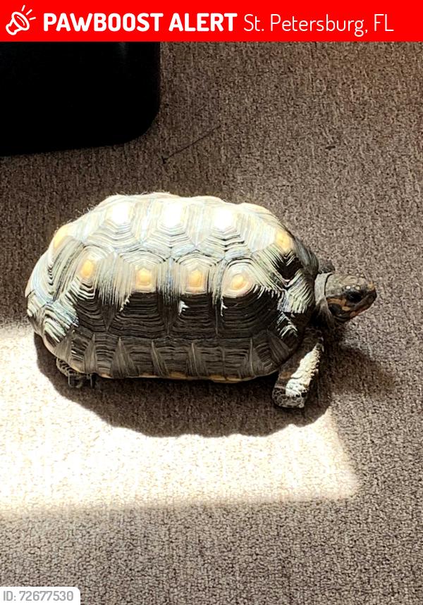 Lost Male Reptile last seen 32nd Ave N and 31st S N, St. Petersburg, FL 33714