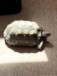 Lost Male Reptile last seen 32nd Ave N and 31st S N, St. Petersburg, FL 33714