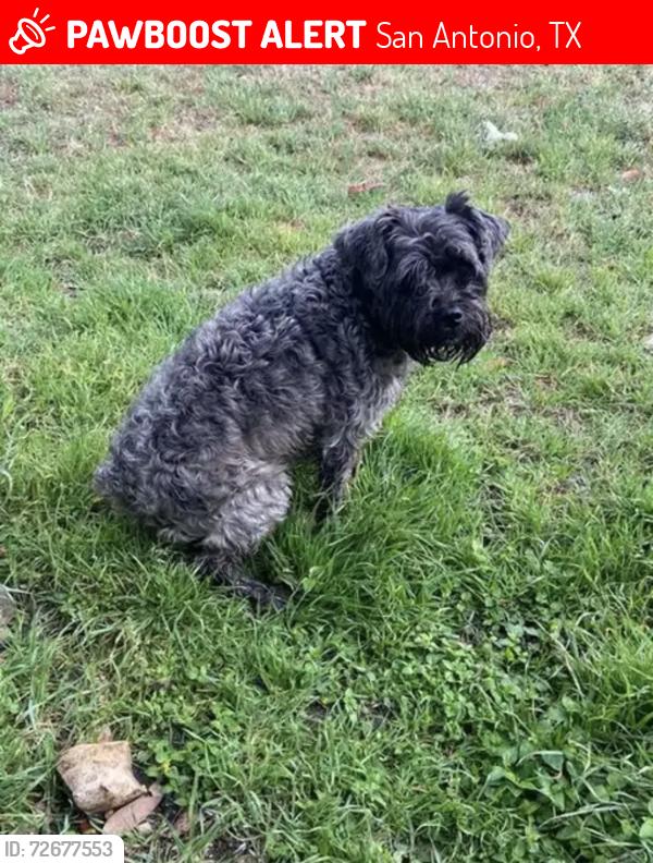 Lost Female Dog last seen Fairchild park , San Antonio, TX 78202