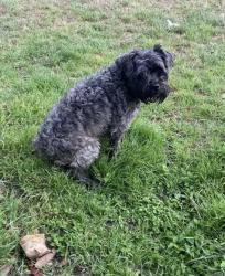 Lost Female Dog last seen Fairchild park , San Antonio, TX 78202