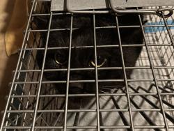 Found/Stray Unknown Cat last seen Kernersville Public Library, Kernersville, NC 27284