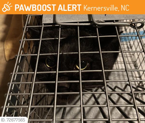 Found/Stray Unknown Cat last seen Kernersville Public Library, Kernersville, NC 27284