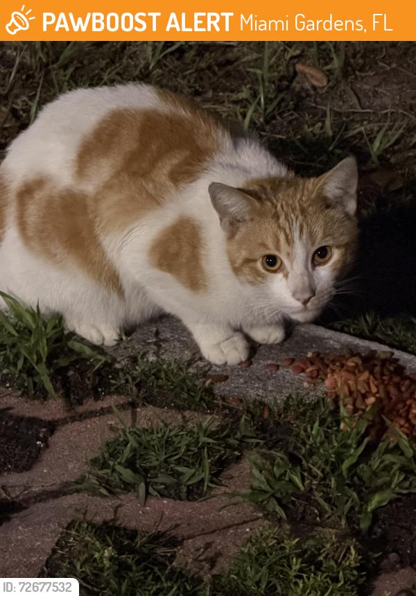 Found/Stray Unknown Cat last seen Betty Ferguson Park in Miami Gardens , Miami Gardens, FL 33056