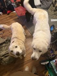 Lost Male Dog last seen Near Lafayette rd, circle k, Clarksville, TN 37042