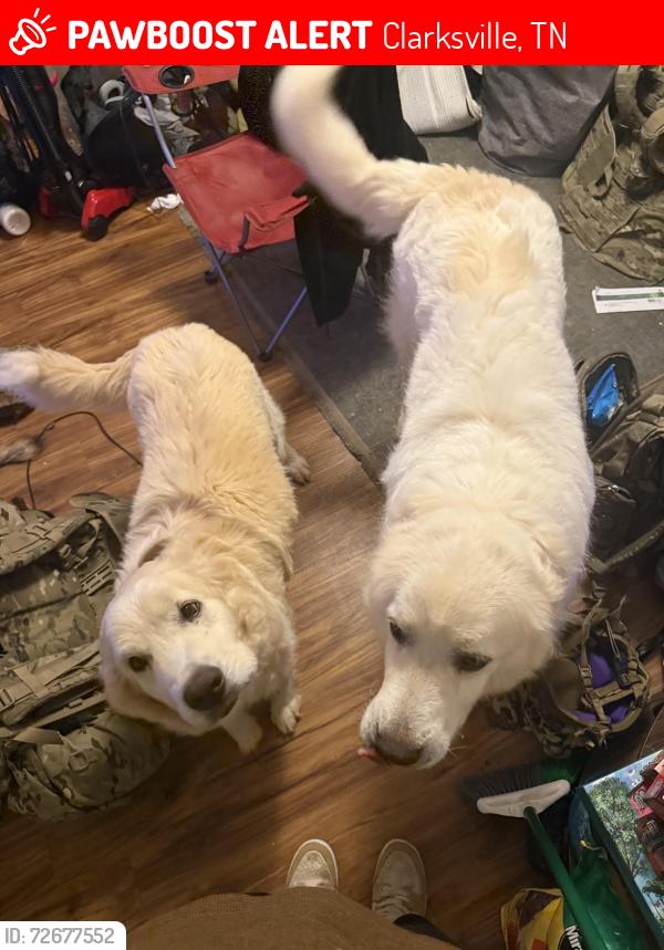 Lost Male Dog last seen Near Lafayette rd, circle k, Clarksville, TN 37042
