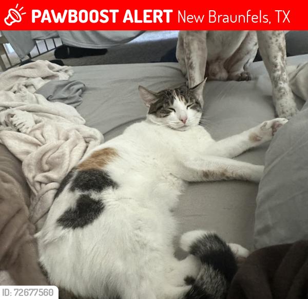 Lost Female Cat last seen Cap rock trail, New Braunfels, TX 78130