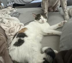 Lost Female Cat last seen Cap rock trail, New Braunfels, TX 78130