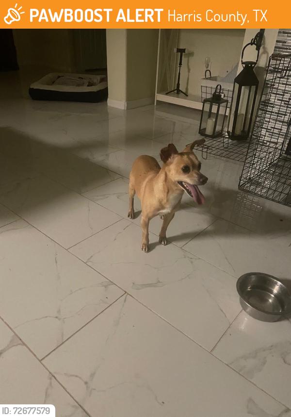 Found/Stray Male Dog last seen Schivener hse ln, Harris County, TX 77493