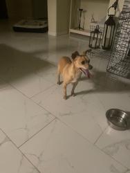 Found/Stray Male Dog last seen Schivener hse ln, Harris County, TX 77493