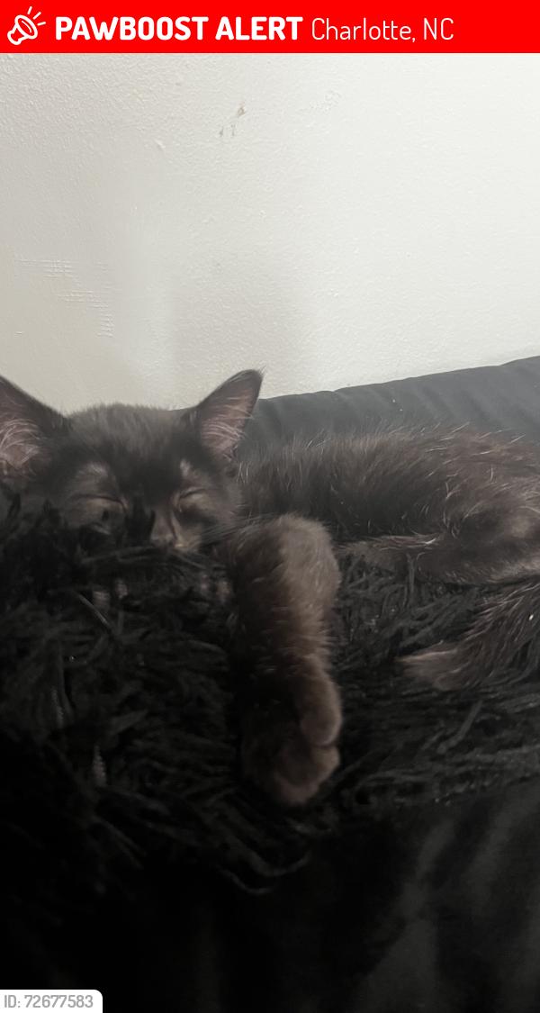 Lost Female Cat last seen Covecreek, Plaza, Ild Concord, Charlotte, NC 28215