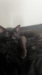 Lost Female Cat last seen Covecreek, Plaza, Ild Concord, Charlotte, NC 28215