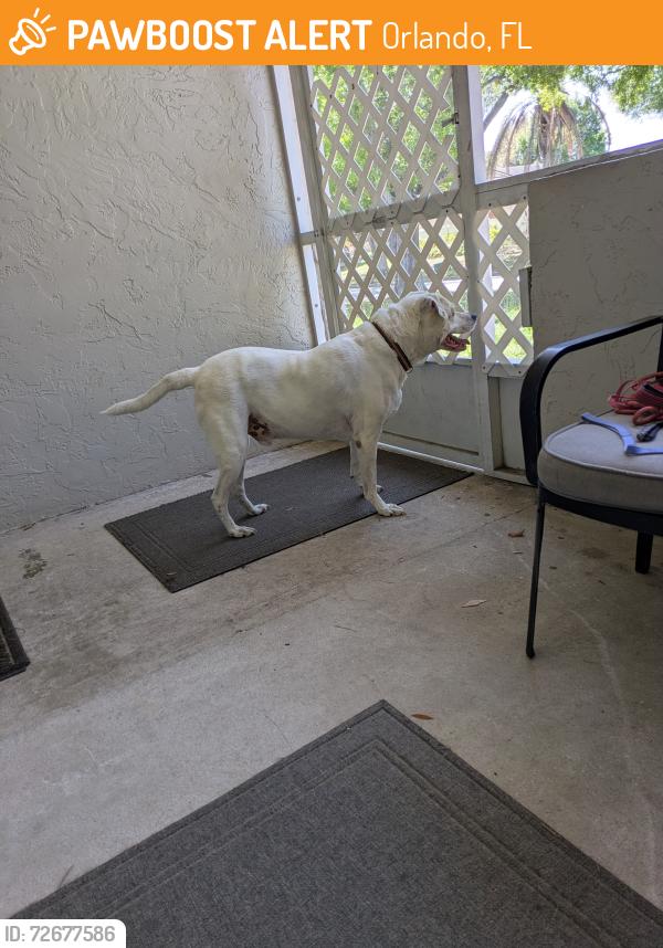 Found/Stray Male Dog last seen Barcelona and San Juan, Orlando, FL 32807
