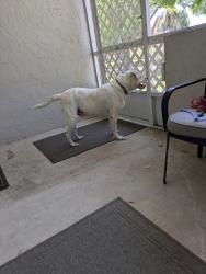 Found/Stray Male Dog last seen Barcelona and San Juan, Orlando, FL 32807