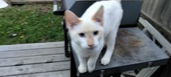 Lost Male Cat last seen Near Devonshire DR moss point, Moss Point, MS 39563