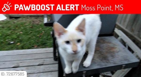Lost Male Cat last seen Near Devonshire DR moss point, Moss Point, MS 39563