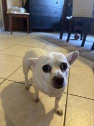 Found/Stray Female Dog last seen La fonda and Illora drive in la mirada , La Mirada, CA 90638