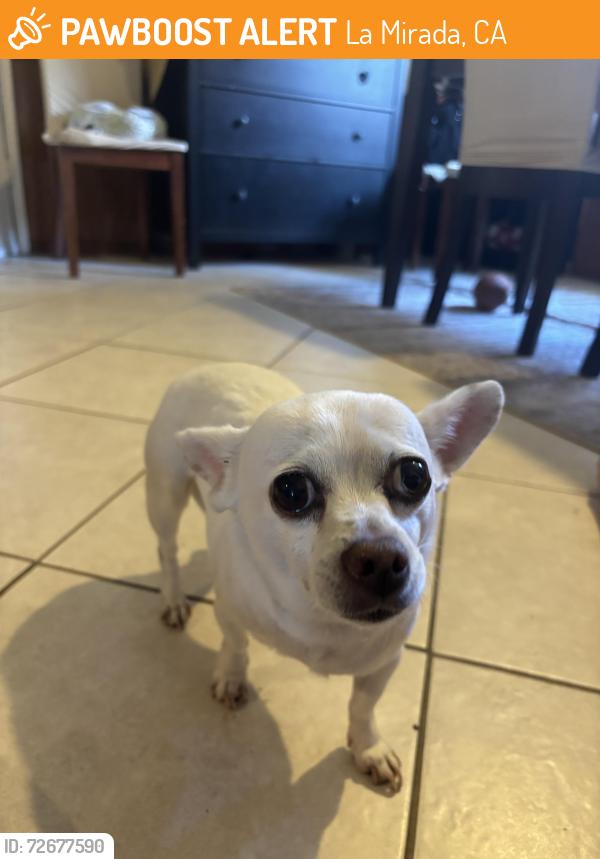 Found/Stray Female Dog last seen La fonda and Illora drive in la mirada , La Mirada, CA 90638