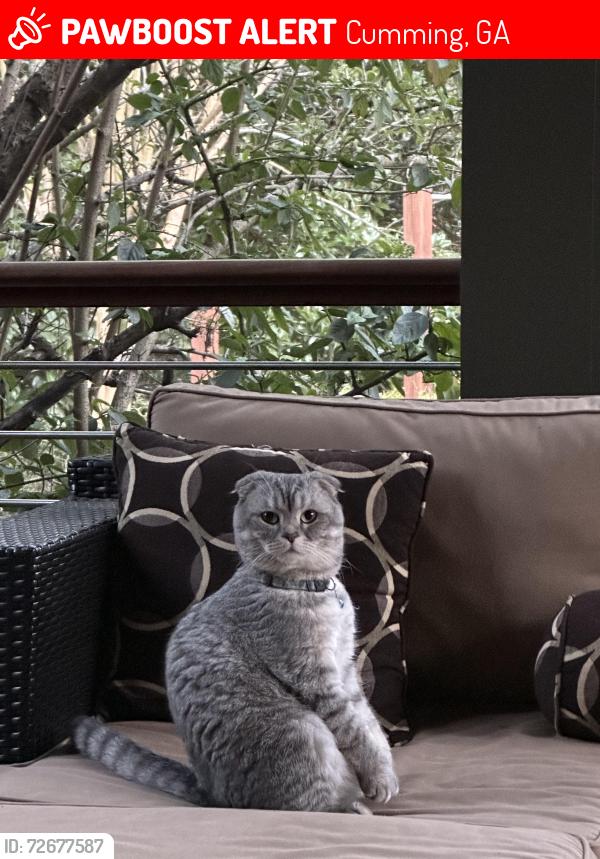 Lost Male Cat last seen Kelly Mill road Fieldstone Preserve Subdivision , Cumming, GA 30040