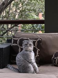 Lost Male Cat last seen Kelly Mill road Fieldstone Preserve Subdivision , Cumming, GA 30040