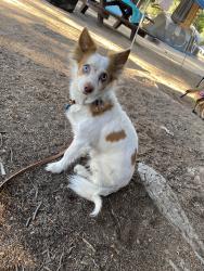 Lost Male Dog last seen Near Martinez Road, Thermal, CA 92274, Thermal, CA 92274