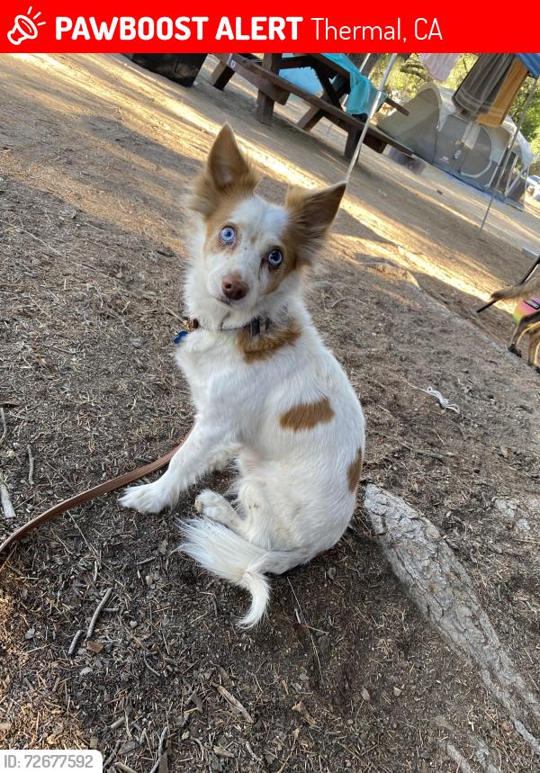 Lost Male Dog last seen Near Martinez Road, Thermal, CA 92274, Thermal, CA 92274