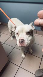 Found/Stray Male Dog last seen Across Lenny and penny park walking down south through 18th, Miami, FL 33177