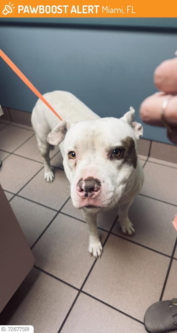 Found/Stray Male Dog last seen Across Lenny and penny park walking down south through 18th, Miami, FL 33177