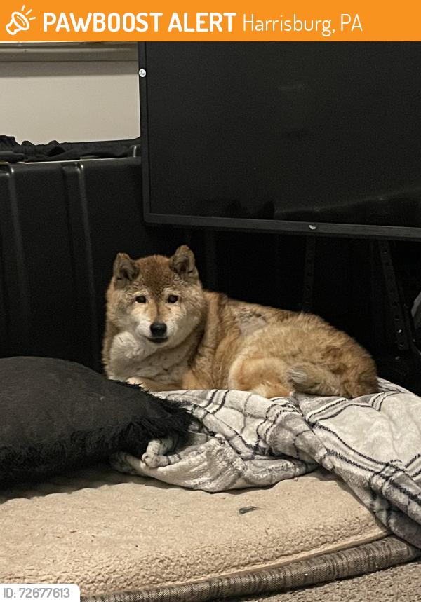 Found/Stray Female Dog last seen Camp Curtin middle school , Harrisburg, PA 17110