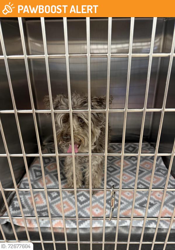 Found/Stray Female Dog last seen East Springs Animal hosp , Colorado Springs, CO 80915