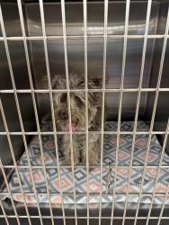 Found/Stray Female Dog last seen East Springs Animal hosp , Colorado Springs, CO 80915