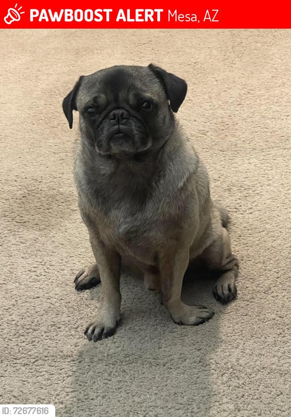 Lost Male Dog last seen By the US 60 and Mesa Dr, Mesa, AZ 85210