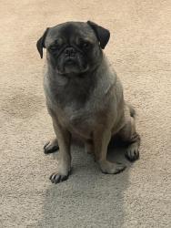 Lost Male Dog last seen By the US 60 and Mesa Dr, Mesa, AZ 85210