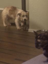 Lost Female Dog last seen Ash and rye, Norman, OK 73072