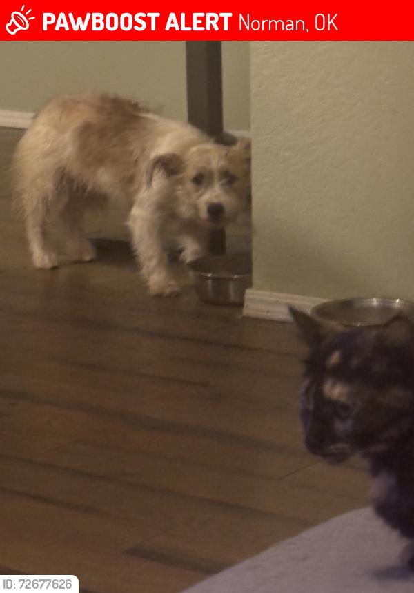 Lost Female Dog last seen Ash and rye, Norman, OK 73072