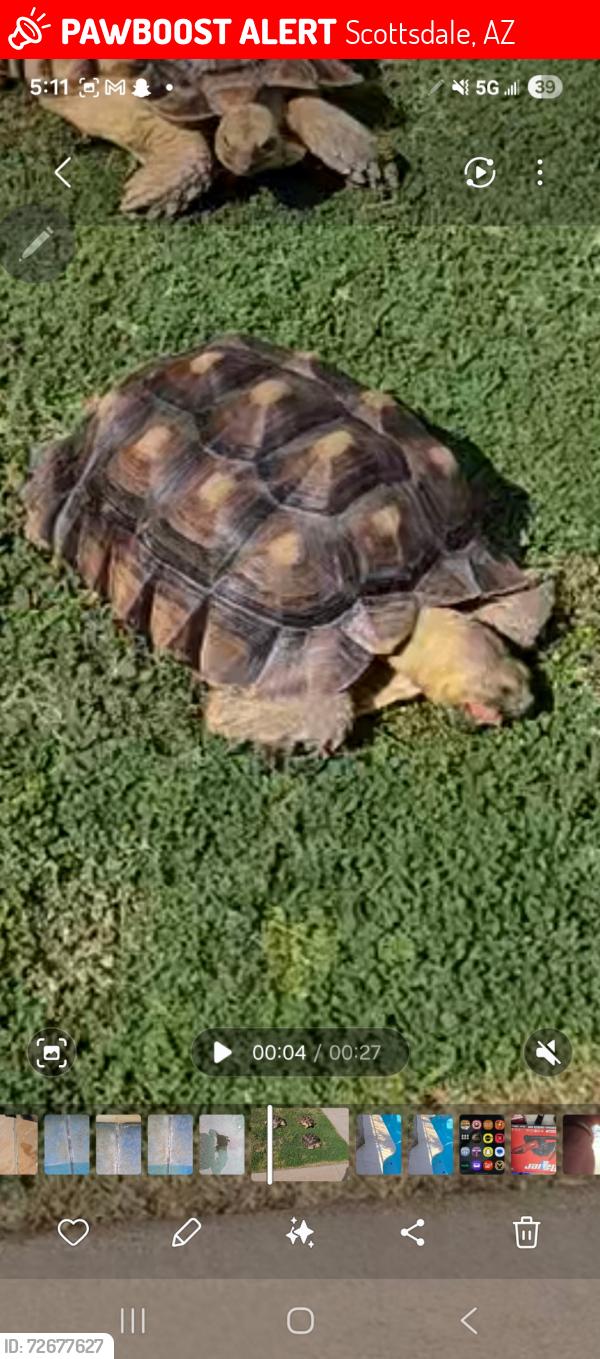Lost Female Reptile last seen 83rd St. & Orange Blossom Ln. , Scottsdale, AZ 85250