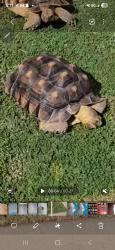 Lost Female Reptile last seen 83rd St. & Orange Blossom Ln. , Scottsdale, AZ 85250