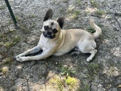 Found/Stray Male Dog last seen Alder Ave. & 210 freeway, Rialto, CA 92376