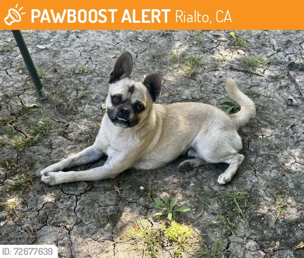 Found/Stray Male Dog last seen Alder Ave. & 210 freeway, Rialto, CA 92376