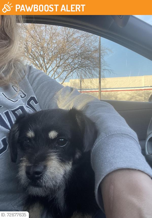 Found/Stray Male Dog last seen Fm 550, McLendon-Chisholm, TX 75032