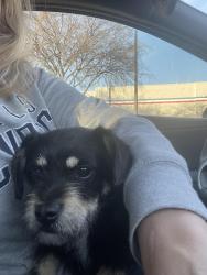 Found/Stray Male Dog last seen Fm 550, McLendon-Chisholm, TX 75032
