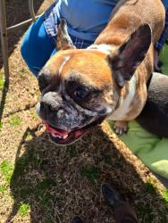 Lost Male Dog last seen Cox Rd and Broad St , Innsbrook, VA 23233