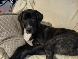 Lost Male Dog last seen Near highway 304 calera al, Calera, AL 35040