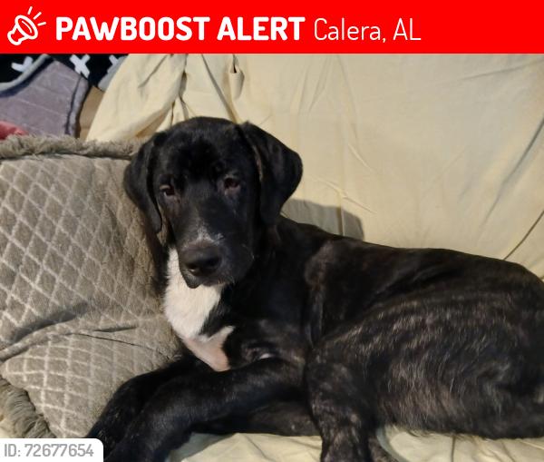Lost Male Dog last seen Near highway 304 calera al, Calera, AL 35040