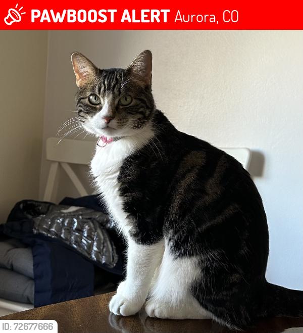 Lost Female Cat last seen Hampden and Buckley, Aurora, CO 80013