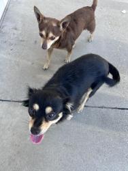 Found/Stray Male Dog last seen Paragon park perris ca, Perris, CA 92571