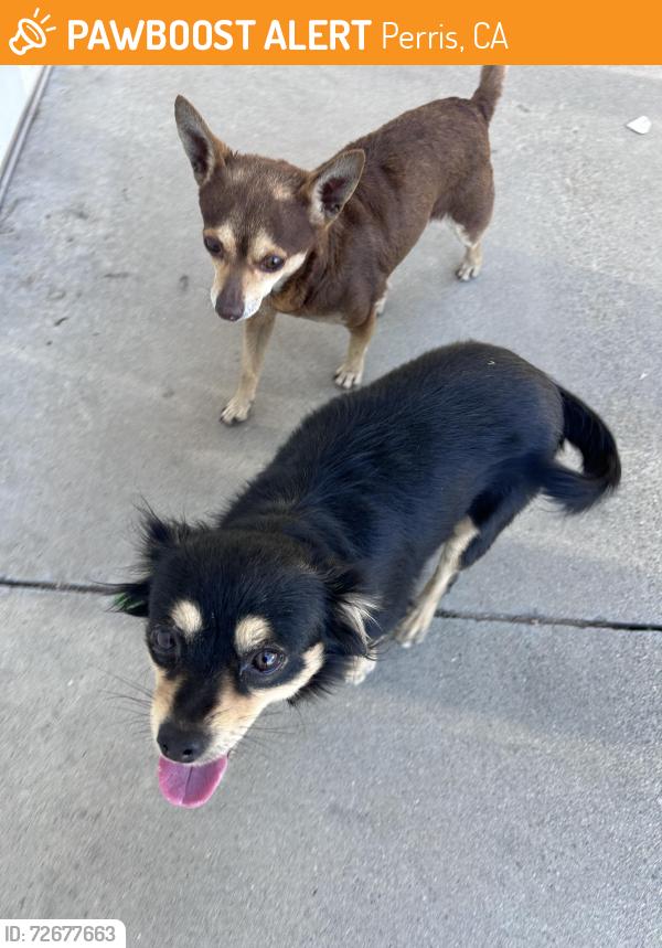 Found/Stray Male Dog last seen Paragon park perris ca, Perris, CA 92571